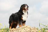 BOUVIER BERNOIS (Bernese Mountain Dog)